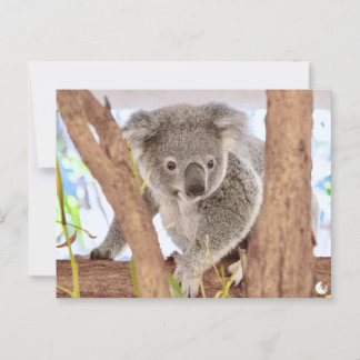 Cartão Postal Koala Austrália | "Momentos, Revisitados" Cartão-p
