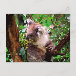 Cartão Postal Koala Bear