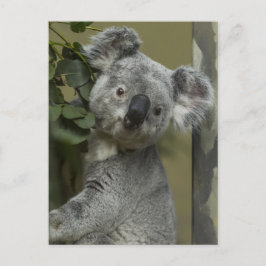 Cartão Postal Koala Bear