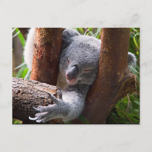 Cartão Postal Koala Bear