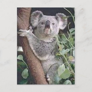 Cartão Postal Koala Bear