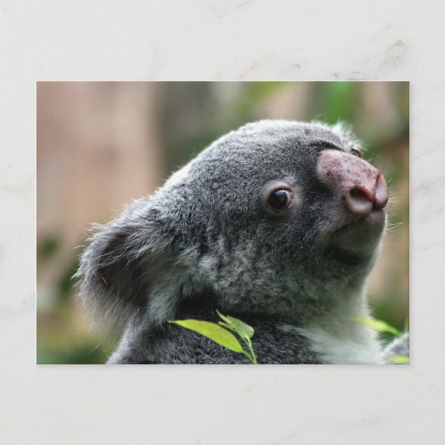 Cartão Postal Koala Bear (Frente)