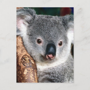 Cartão Postal Koala Bear Austrália Outback Country Animal Cute