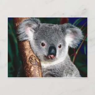 Cartão Postal Koala Bear Austrália Outback Country Animal Cute