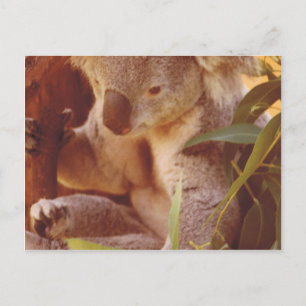 Cartão Postal Koala Bear Love
