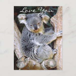Cartão Postal Koala Bear Love
