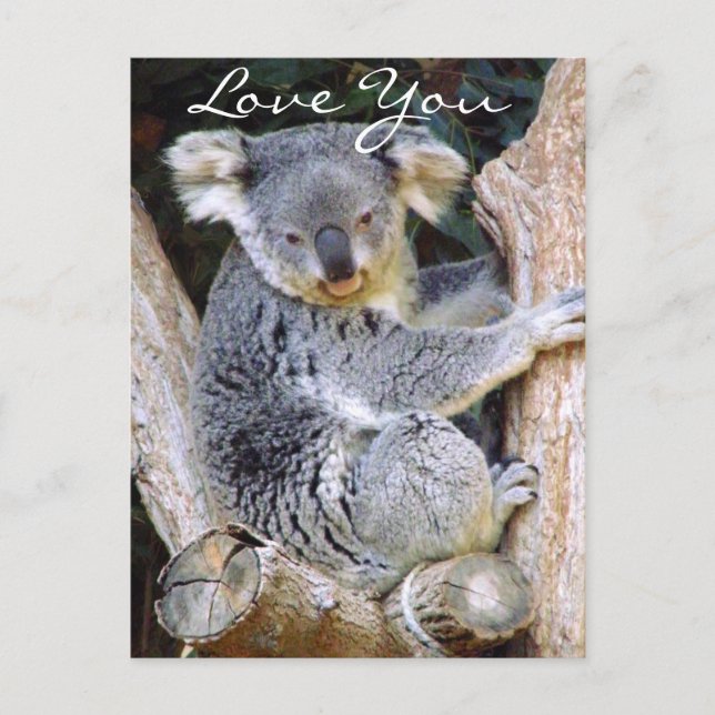 Cartão Postal Koala Bear Love (Frente)