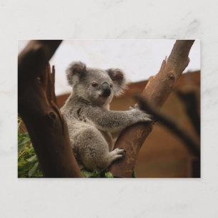 Cartão Postal Koala Bear Sentado em Árvore, Austrália