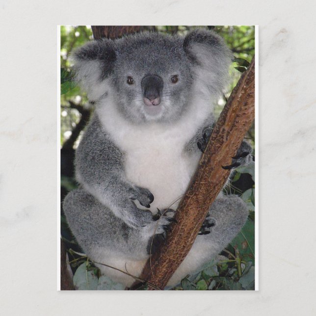 Cartão Postal Koala Bears (Frente)