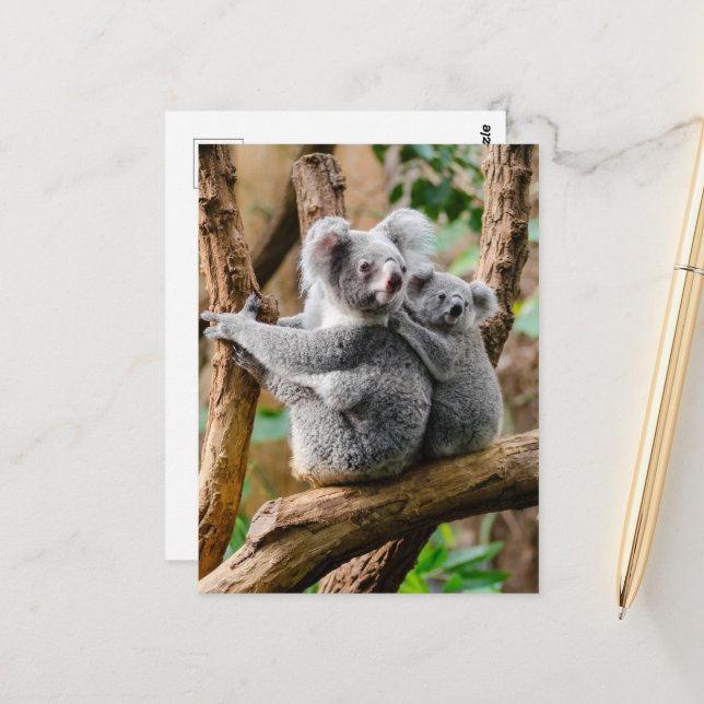 Cartão Postal Koala com bebê em árvore na Austrália (Frente/Verso In Situ)
