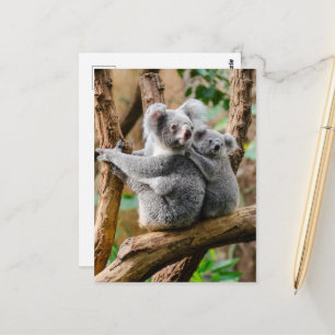 Cartão Postal Koala com bebê em árvore na Austrália