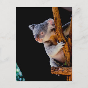 Cartão Postal Koala Cute na Cinza