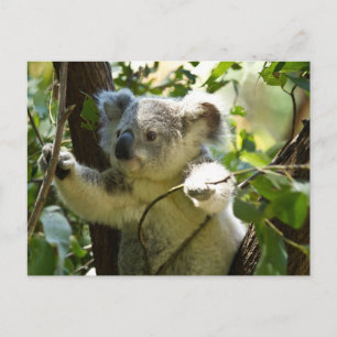 Cartão Postal Koala cutie