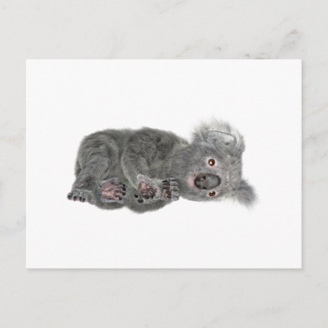 Cartão Postal Koala Deitado (Frente)