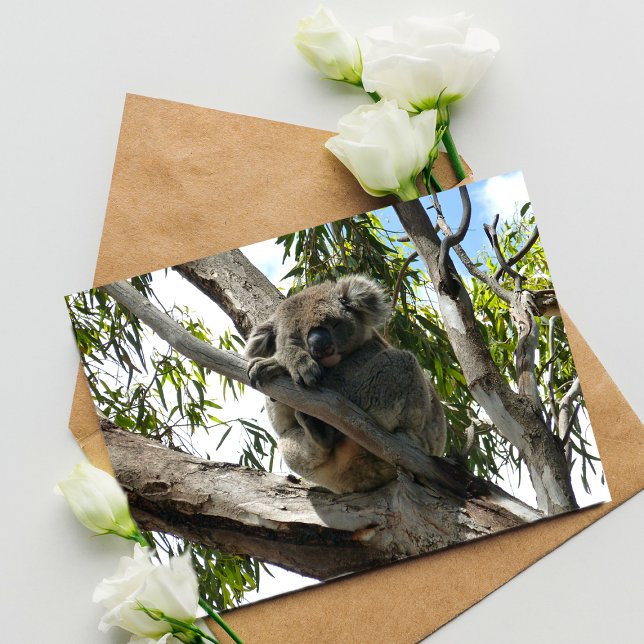 Cartão Postal Koala - Dormindo (Criador carregado)