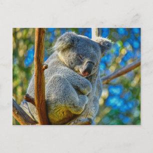 Cartão Postal Koala dormindo pacificamente em uma árvore