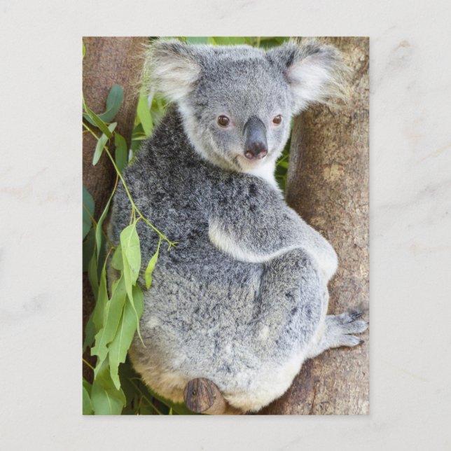 Cartão Postal Koala em um cartão-postal de árvore (Frente)