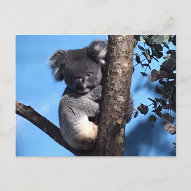 Cartão Postal Koala giro numa árvore com fundo azul (Frente)