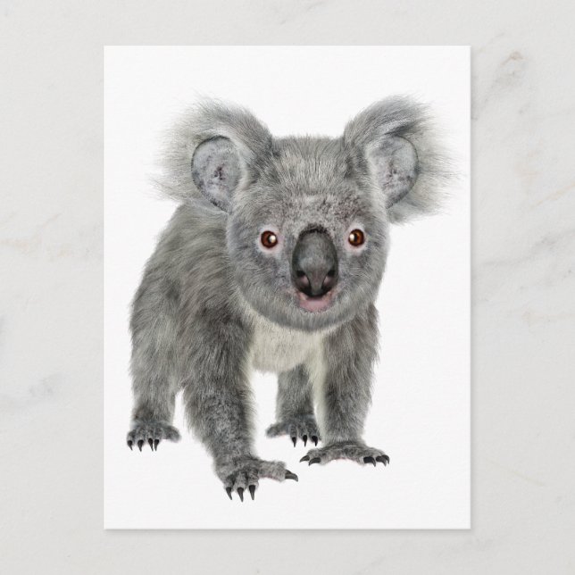 Cartão Postal Koala Olhando Para Frente (Frente)
