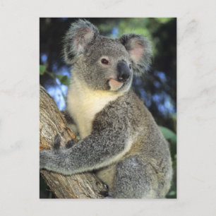 Cartão Postal Koala, Phascolarctos cinereus), Austrália,