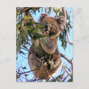 Cartão Postal Koala Postcard Australia