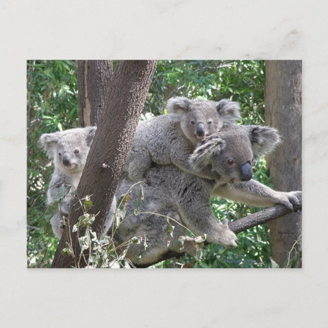 Cartão postal Koala QLD Austrália (Frente)