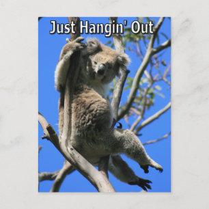 Cartão Postal Koala Saindo na Austrália