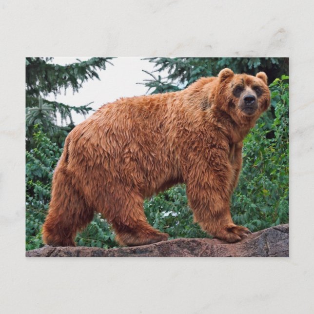 Cartão Postal Kodiak Bear (Frente)