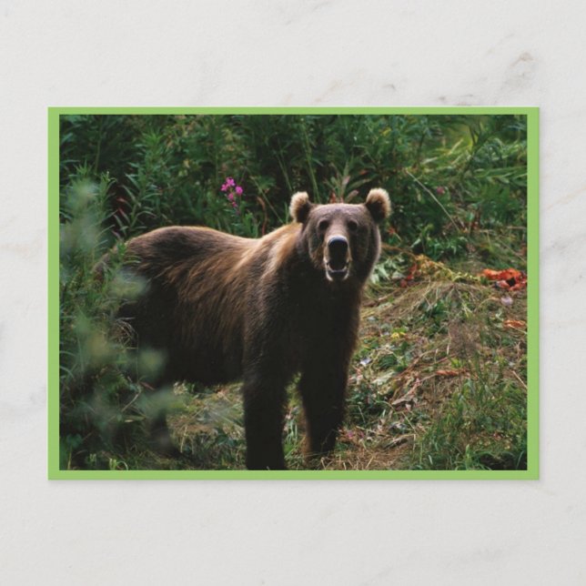 Cartão Postal Kodiak Brown Bear (Frente)