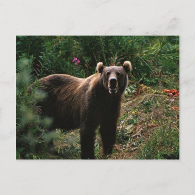 Cartão Postal Kodiak Brown Bear (Frente)