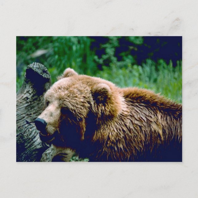 Cartão Postal Kodiak Brown Bear (Frente)