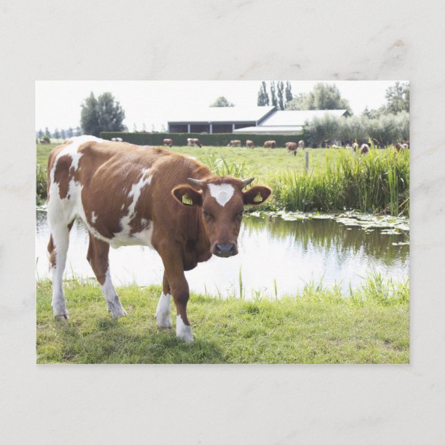 Cartão Postal Koe (Frente)