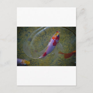 Cartão Postal Koi