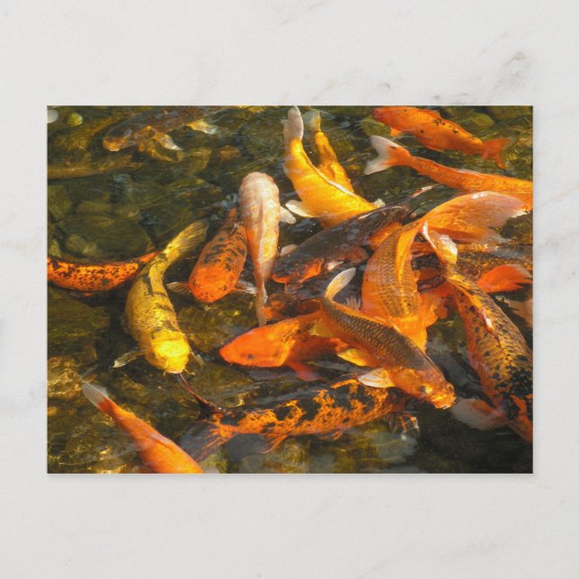 CARTÃO POSTAL KOI (Frente)