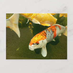 Cartão postal Koi Carp
