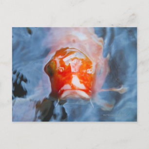 Cartão Postal Koi Carp (Cyprinus carpio), Japão
