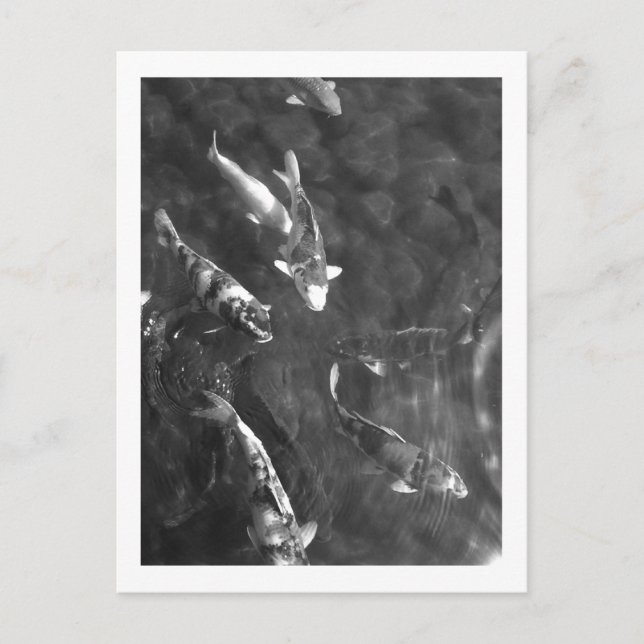 Cartão Postal Koi Carp: Japão (Frente)