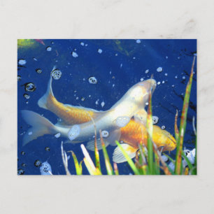 Cartão Postal koi japonês no pôster