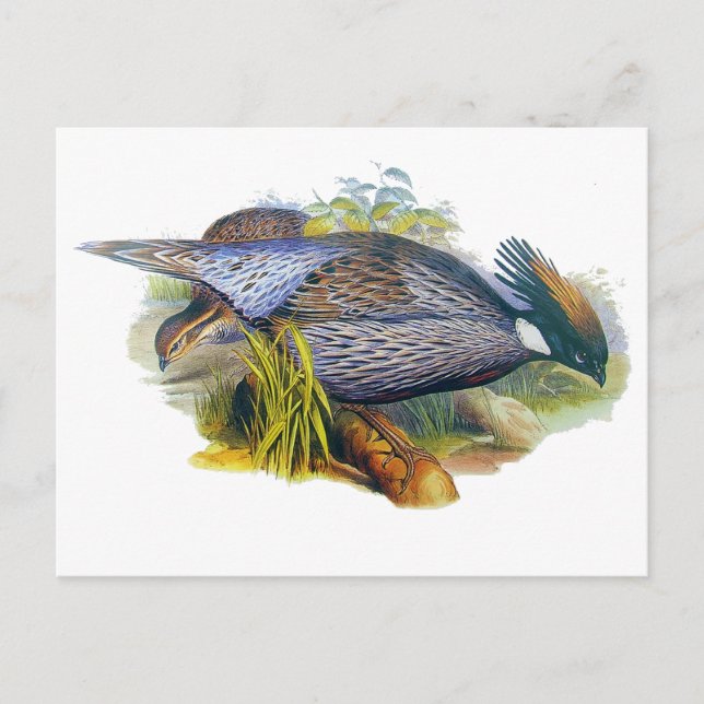 Cartão Postal Koklass Pheasant (Frente)