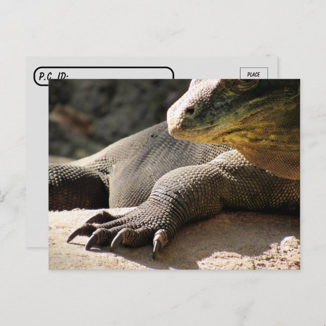 Cartão postal - Komodo Dragon (Frente/Verso)
