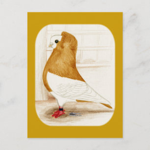 Cartão Postal Komorner Yellow Mag Pigeon 1973