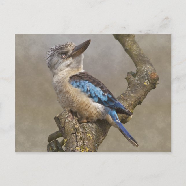 Cartão postal Kookaburra (Frente)