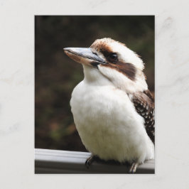 Cartão Postal Kookaburra