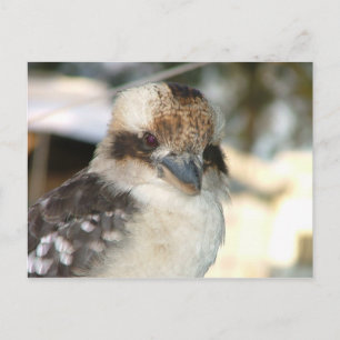 Cartão postal Kookaburra
