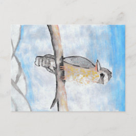 Cartão Postal Kookaburra