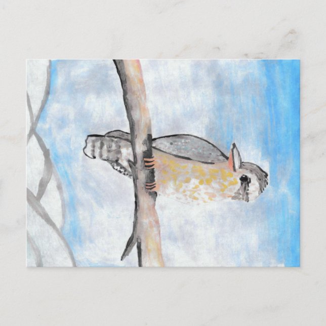 Cartão Postal Kookaburra (Frente)