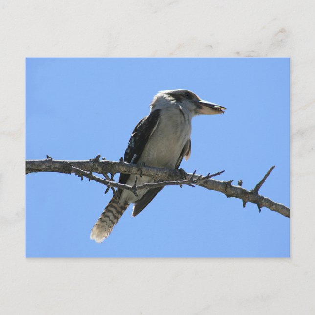 Cartão Postal Kookaburra (Frente)