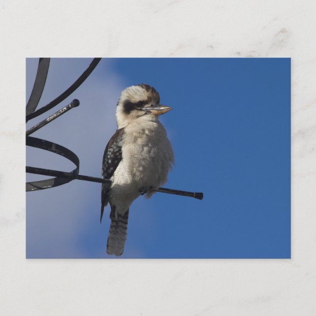 Cartão Postal Kookaburra (Frente)