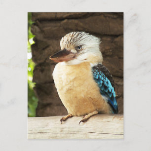 Cartão Postal Kookaburra