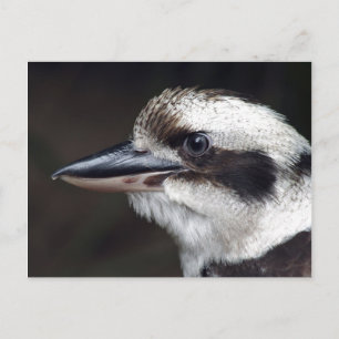 Cartão Postal Kookaburra